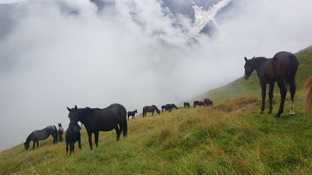 horses on mount Cheget, alt. 2500 meters